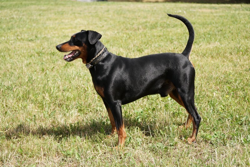 German Pinscher