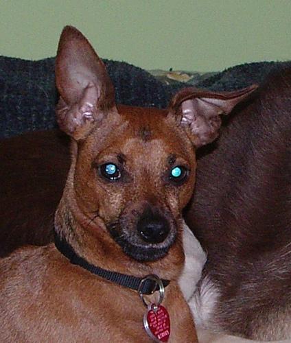 German Pinscher