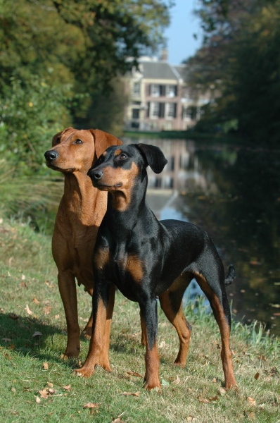 German Pinscher grooming