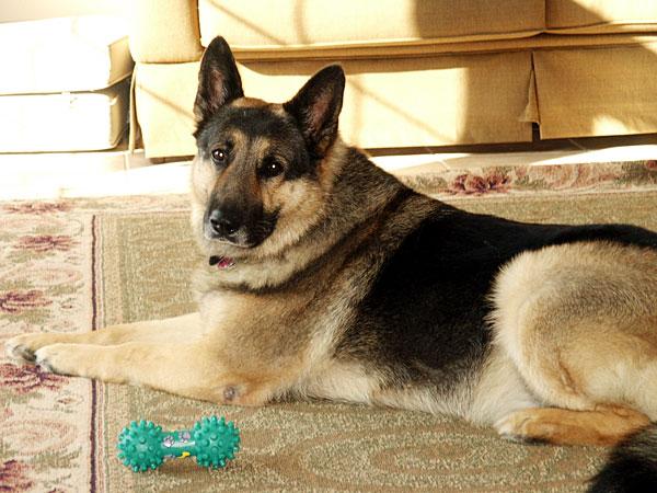 German Shepherd Dog