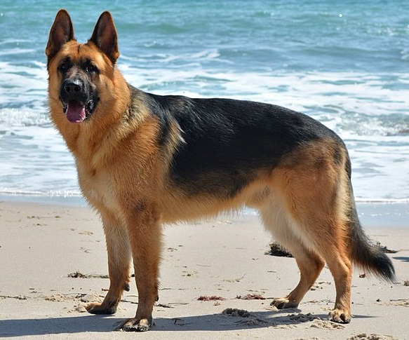 German Shepherd Dog grooming