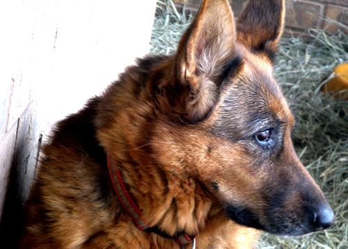 German Shepherd grooming
