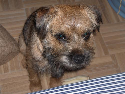 Glen of Imaal Terrier
