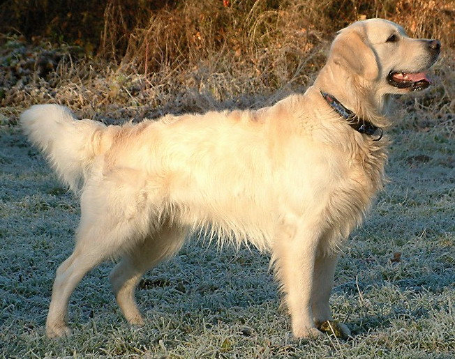Golden Retriever grooming