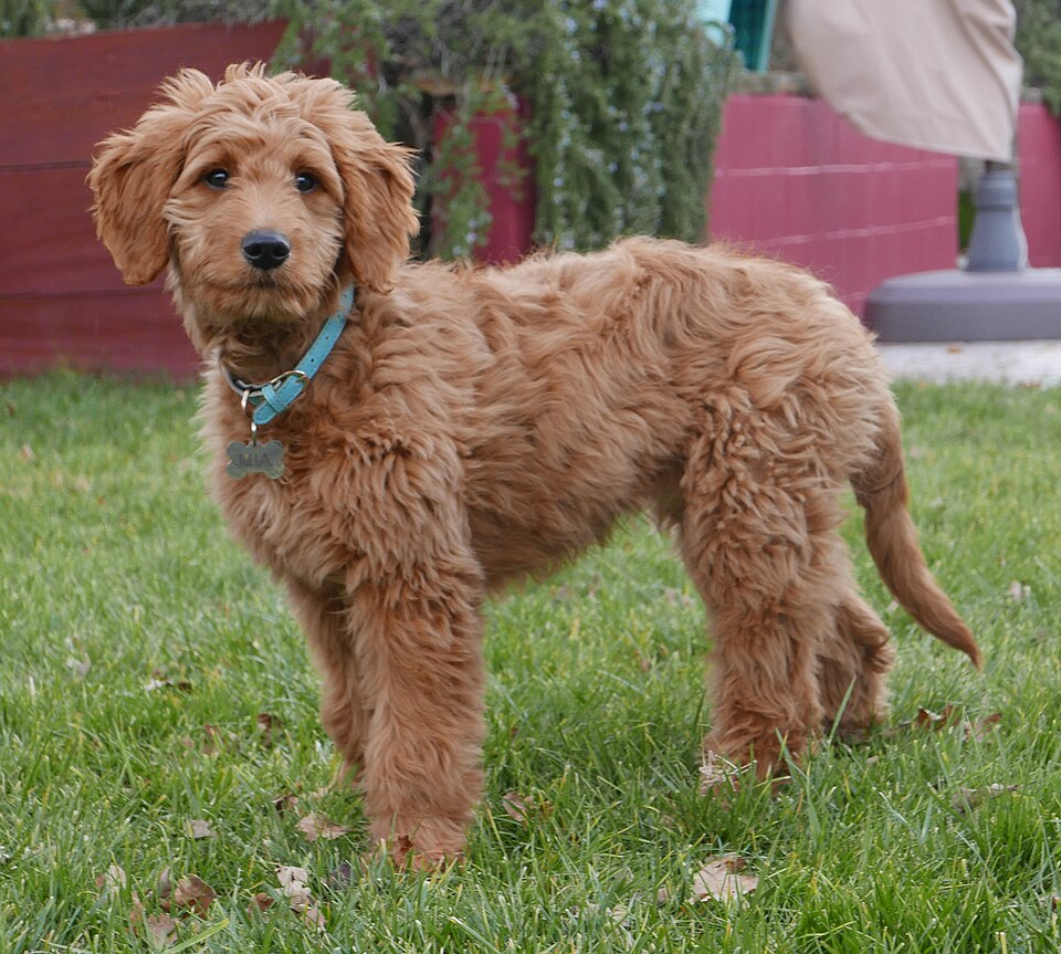 Goldendoodle grooming