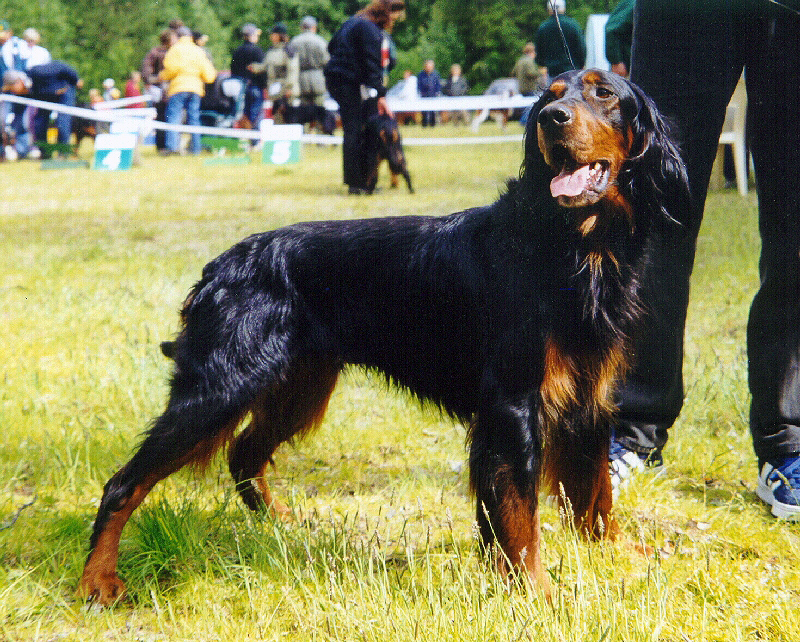 Gordon Setter grooming