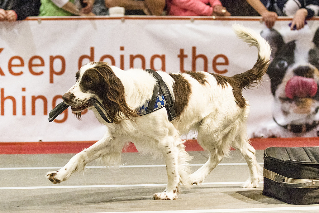 Grand Basset Griffon Vendeen