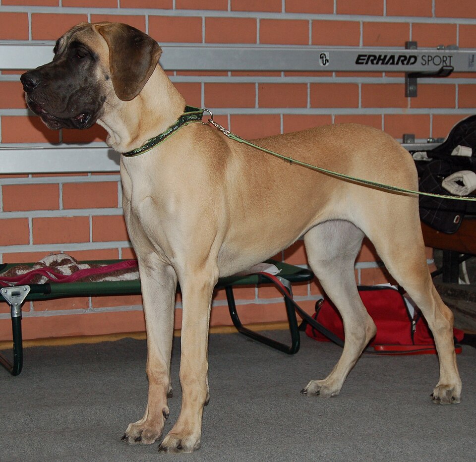 Great Dane grooming