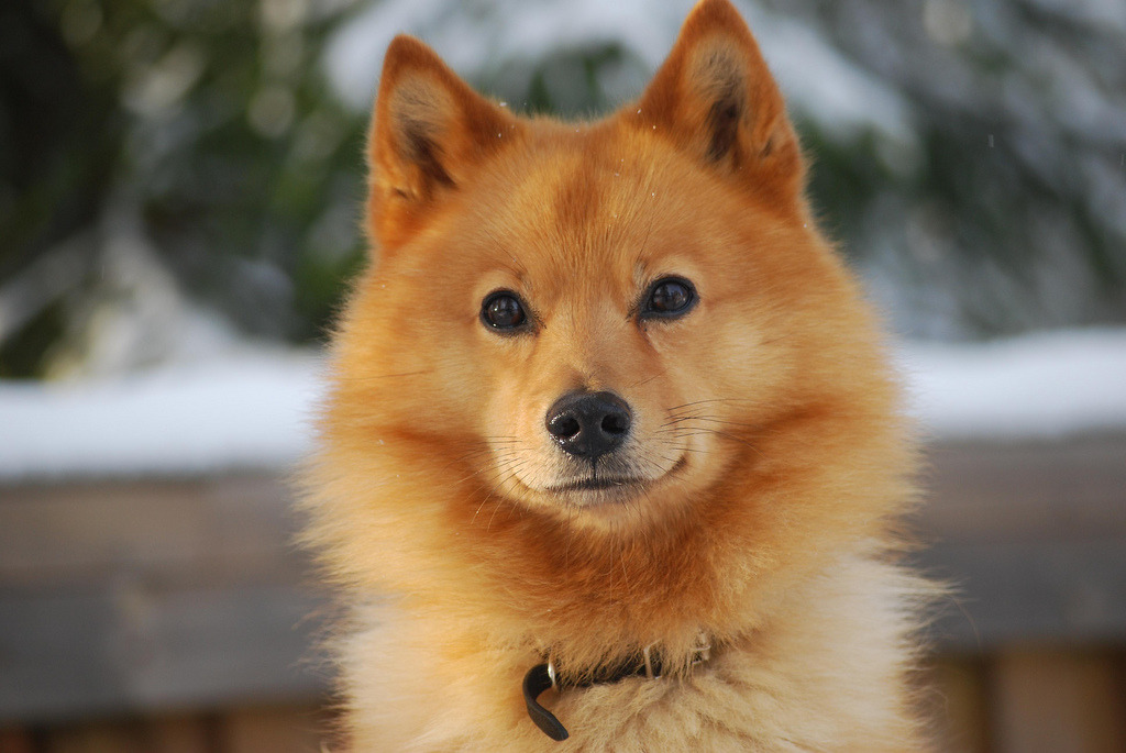 Hokkaido grooming