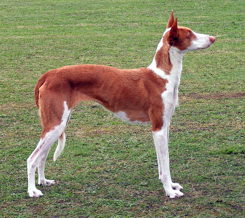 Ibizan Hound grooming