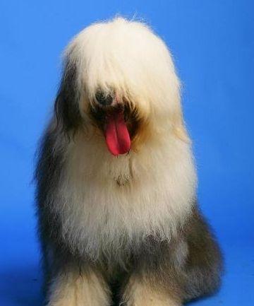 Icelandic Sheepdog