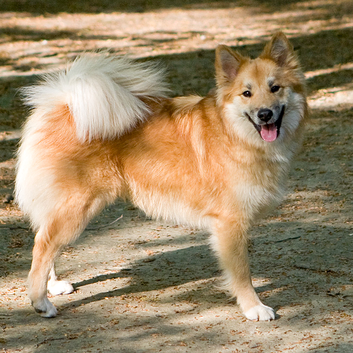 Icelandic Sheepdog grooming