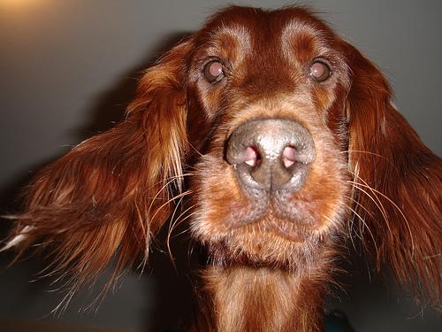Irish Red and White Setter