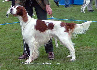 Irish Red and White Setter grooming