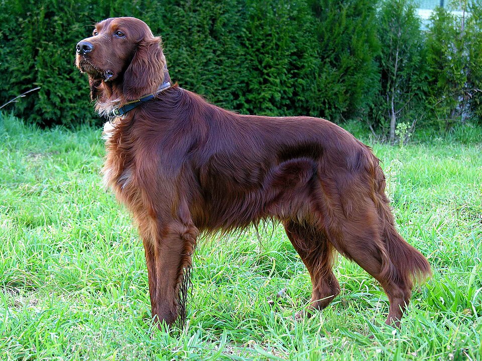 Irish Setter grooming
