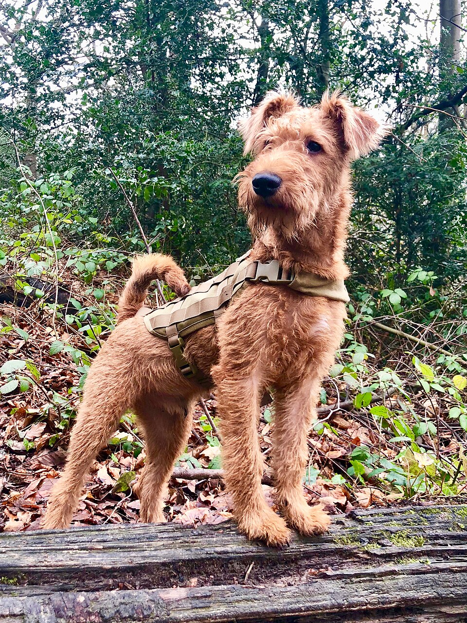 Irish Terrier grooming