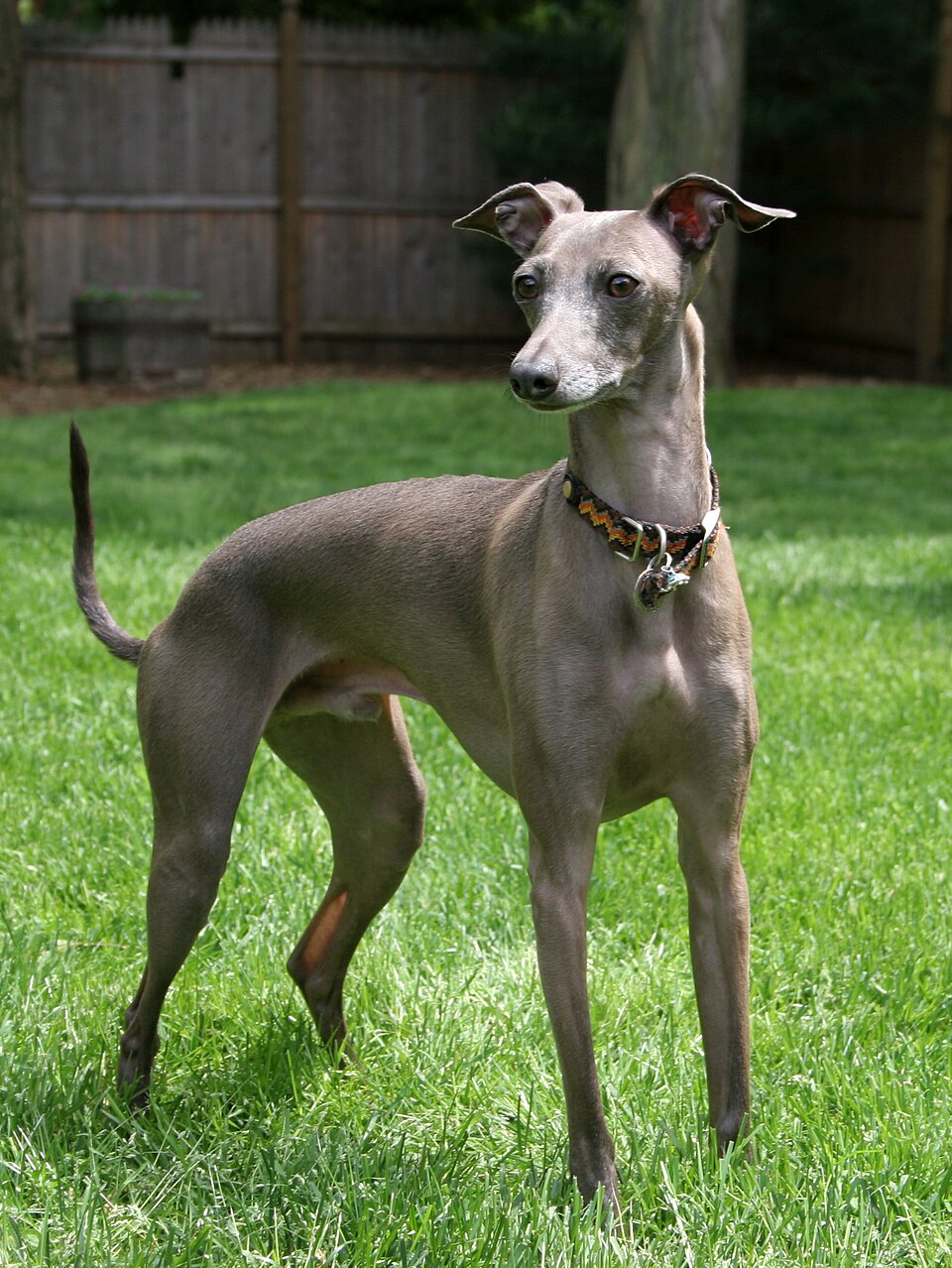 Italian Greyhound grooming