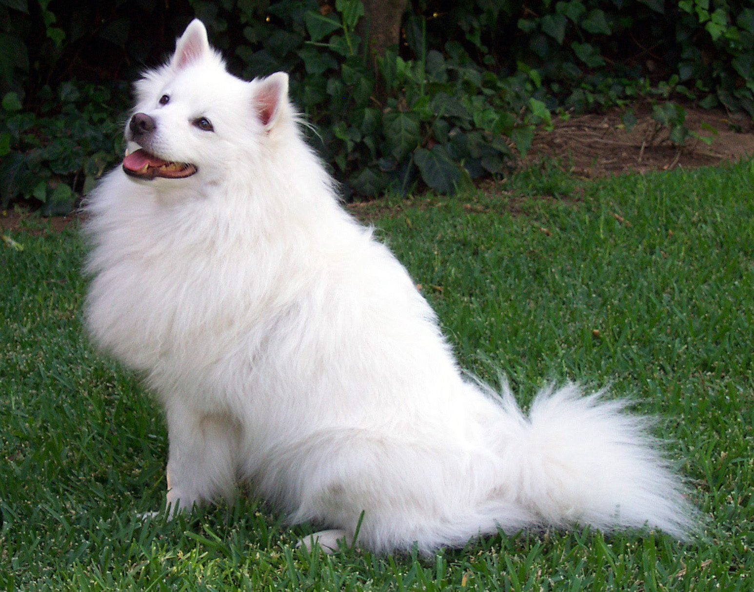 Jindo grooming