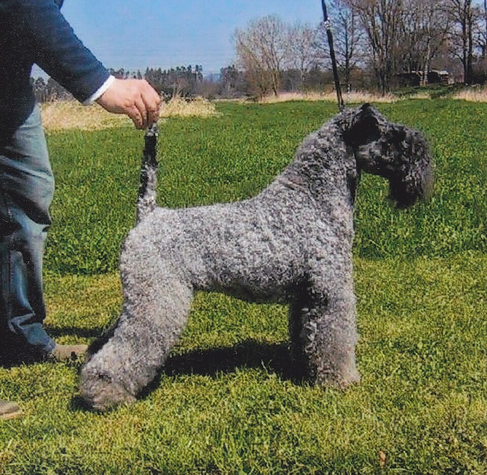 Kerry Blue Terrier grooming