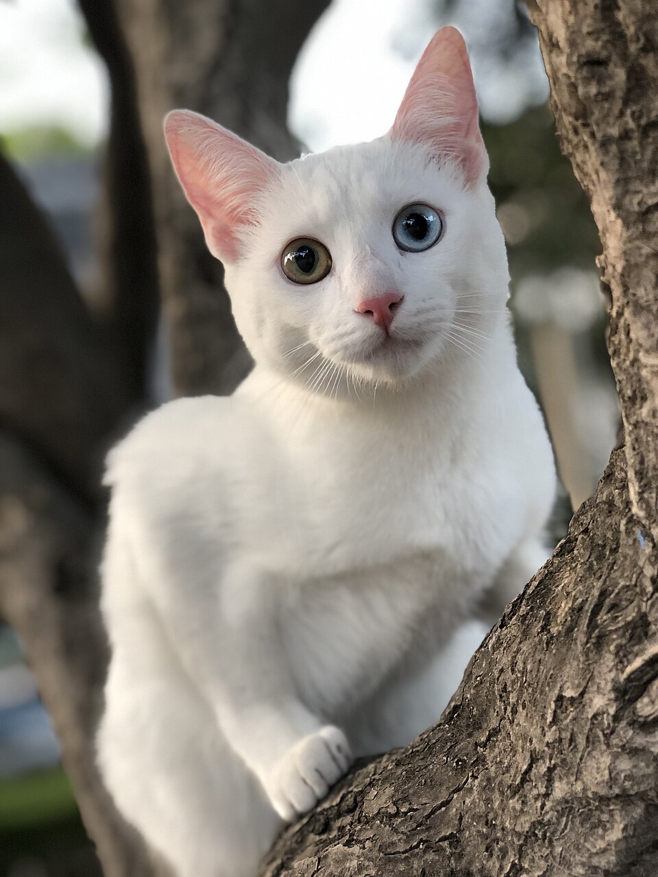 Khao Manee grooming