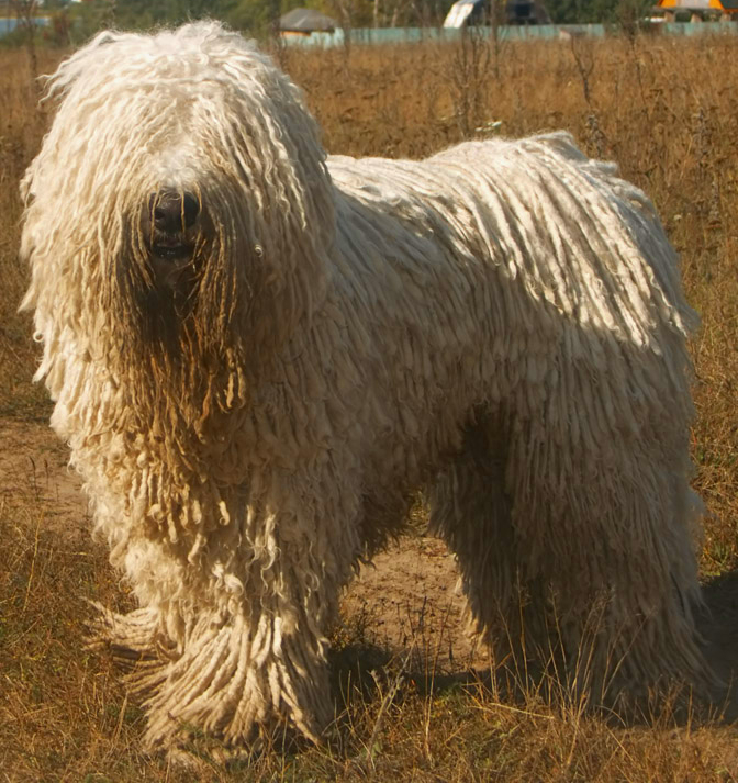 Komondor grooming
