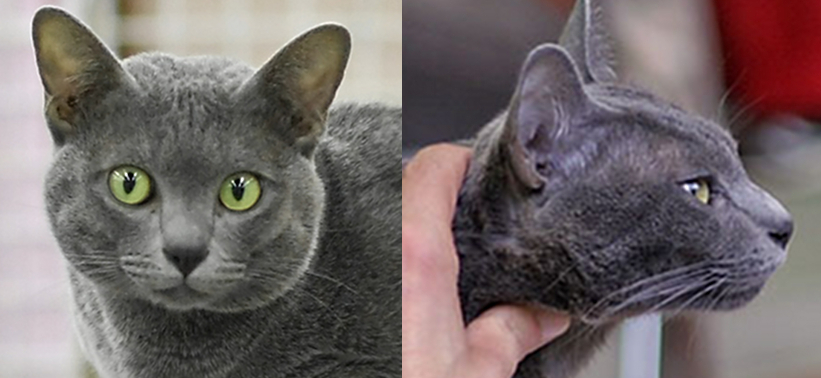 Korat grooming