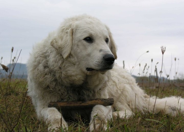 Kuvasz grooming