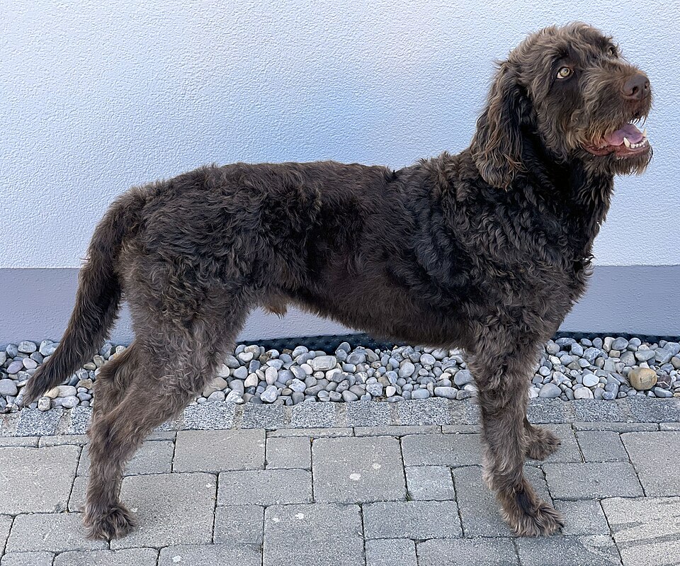Labradoodle grooming