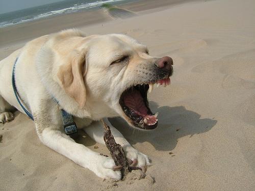 Labrador Retriever