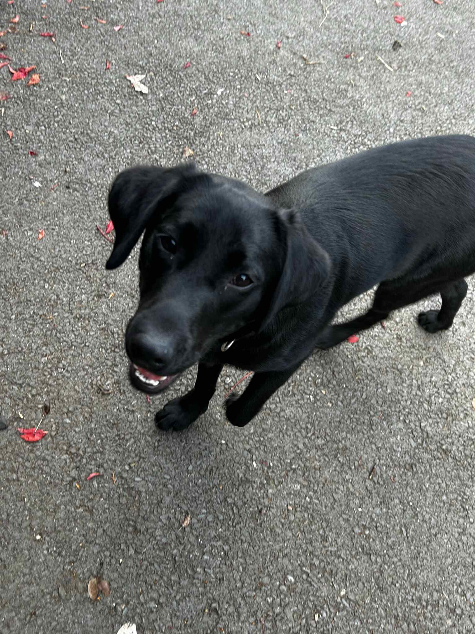 Labrador Retriever