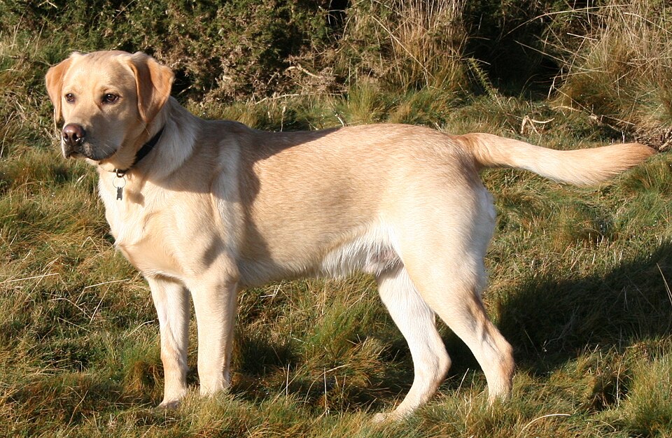 Labrador Retriever grooming