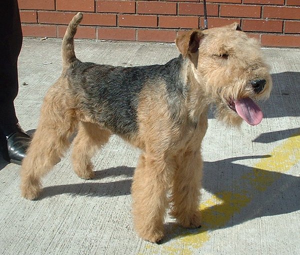 Lakeland Terrier grooming