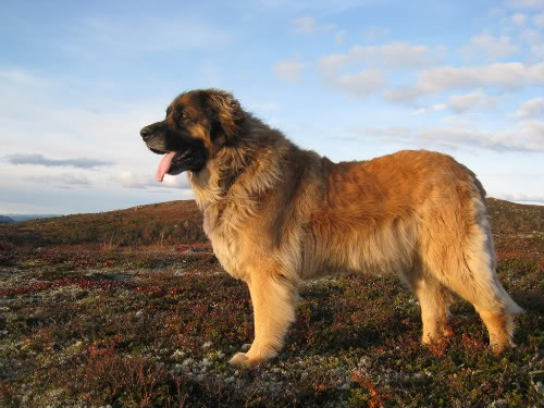 Leonberger grooming