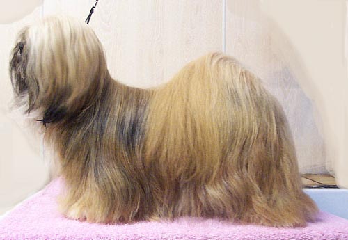 Lhasa Apso grooming