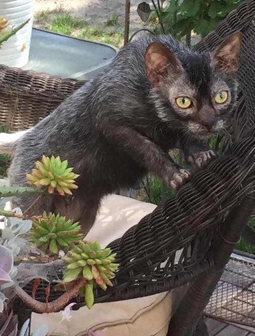 Lykoi grooming