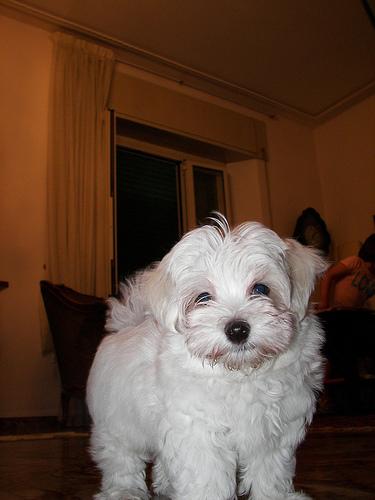 Maltese