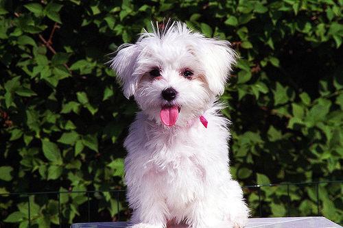 Maltese grooming