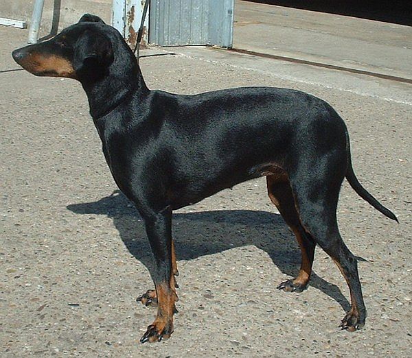 Manchester Terrier (Toy) grooming