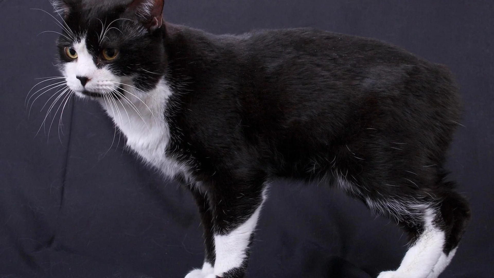 Manx grooming
