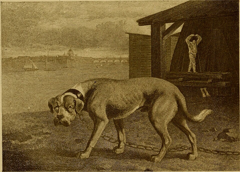 Mastiff grooming