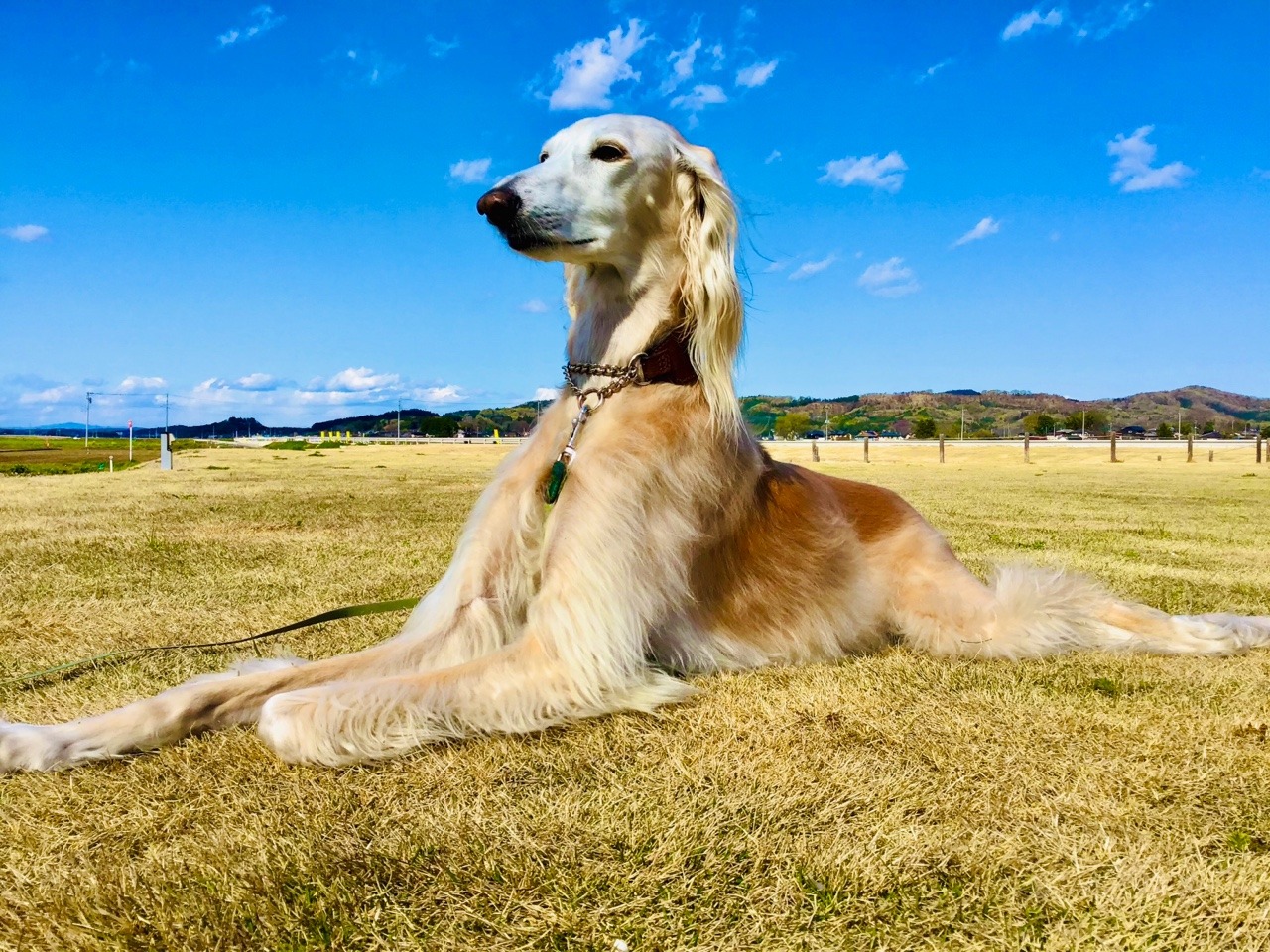 Miniature American Shepherd