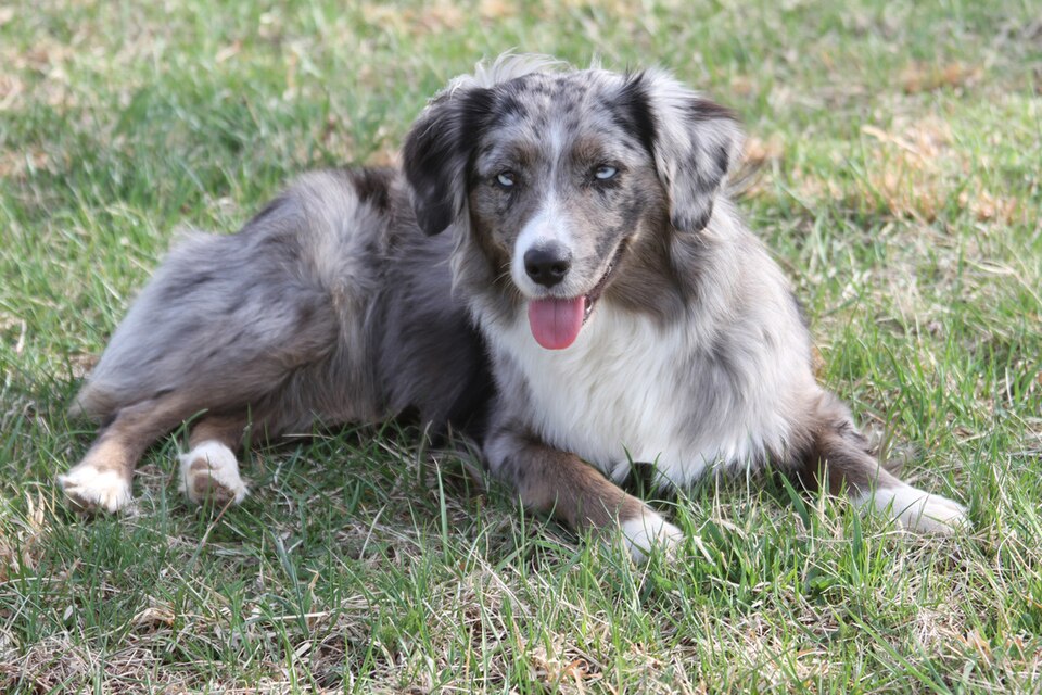 Miniature American Shepherd grooming