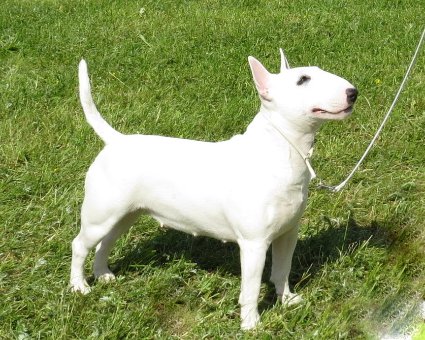 Miniature Bull Terrier grooming