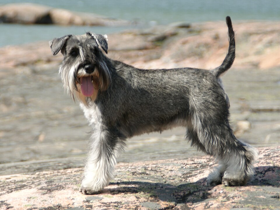 Miniature Schnauzer grooming
