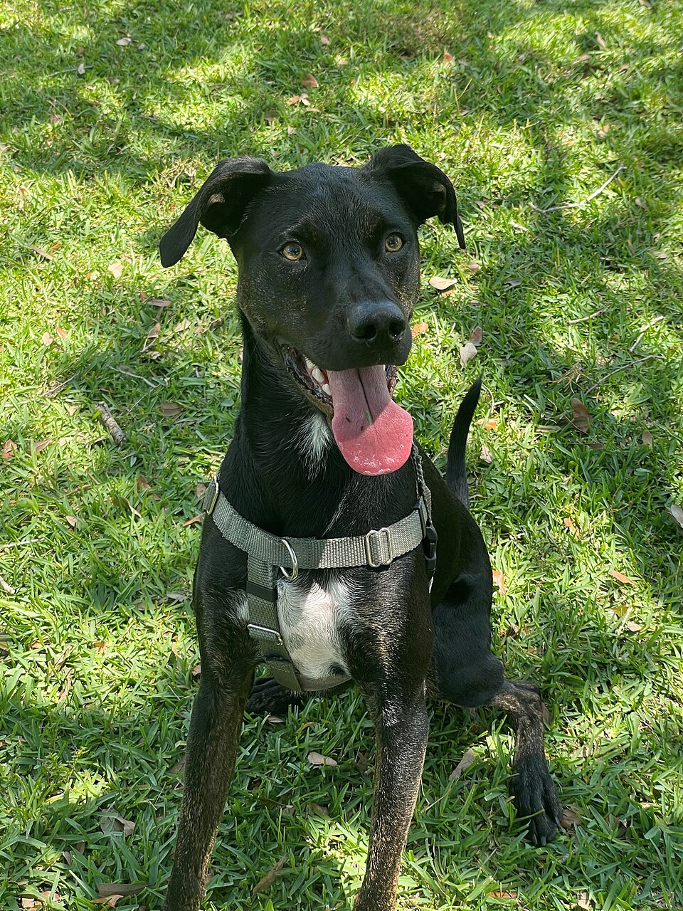 Mixed Breed grooming