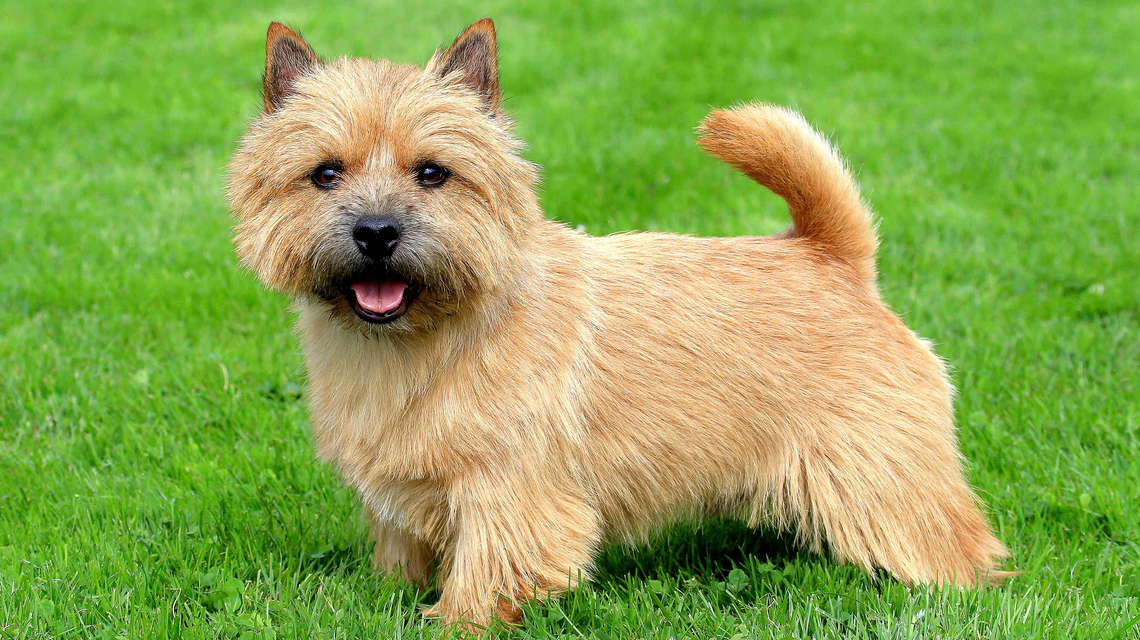 New Guinea Singing Dog grooming