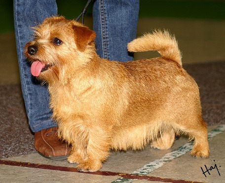 Norfolk Terrier grooming