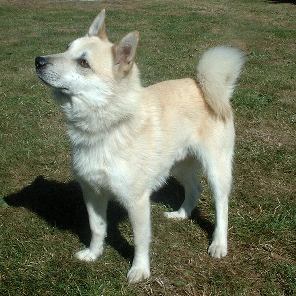 Norwegian Buhund grooming