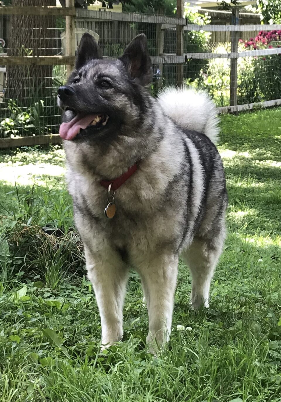 Norwegian Elkhound grooming