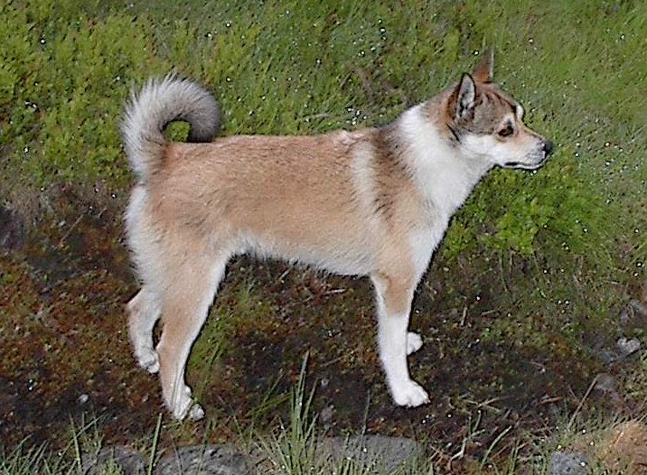 Norwegian Lundehund grooming
